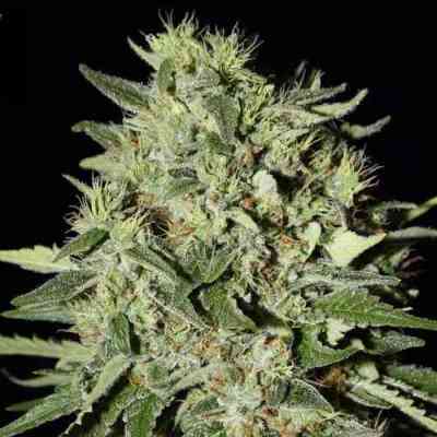 The Doctor > Green House Seed Company | Feminisierte Hanfsamen  |  Indica